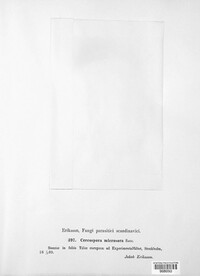 Paracercosporidium microsorum image